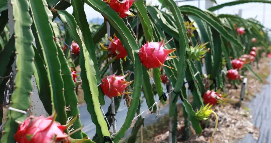 貓咪 水果 安全 貓咪 水果 安全