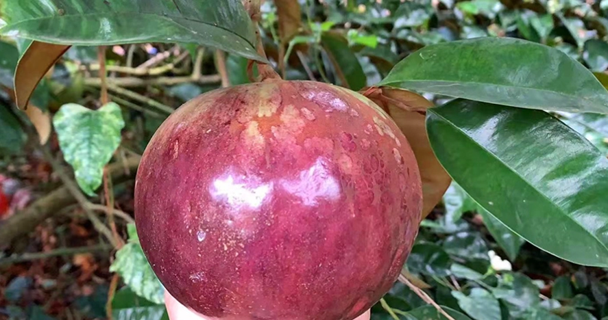 牛奶果 對狗 有害