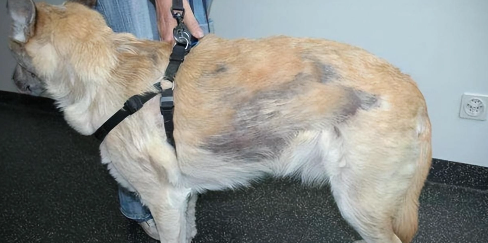 狗狗皮膚濕疹症狀