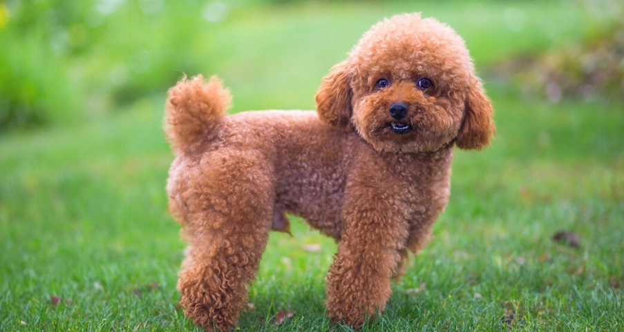 泰迪犬行為問題