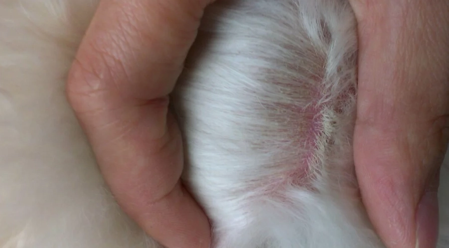 狗狗皮膚黴菌症狀