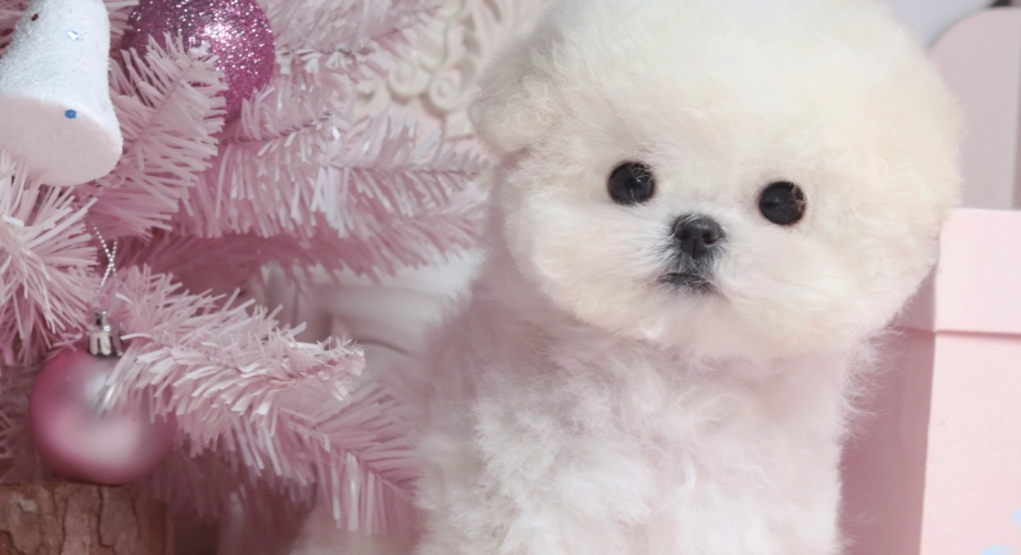 巨型比熊犬飼養方法