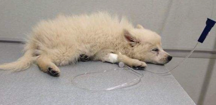 狗狗腸胃炎會傳染嗎