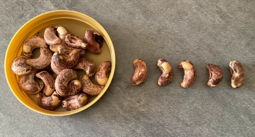 寵物堅果禁忌 寵物堅果禁忌