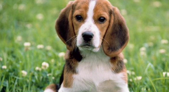 老年狗皮膚護理