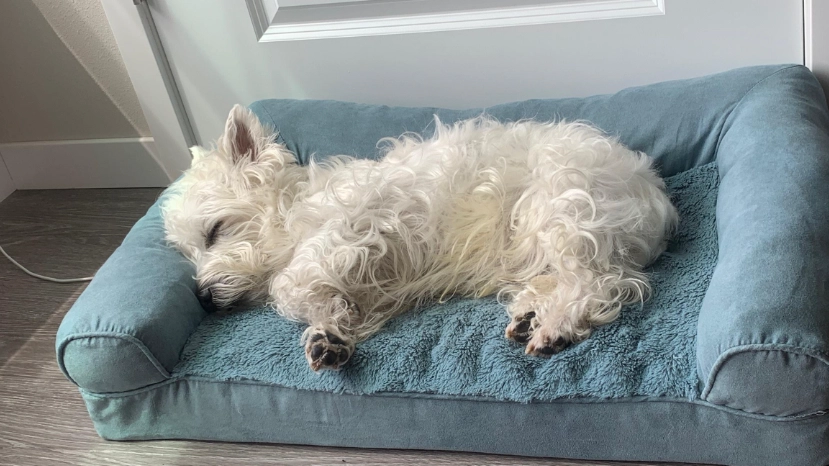 西高地白梗智商