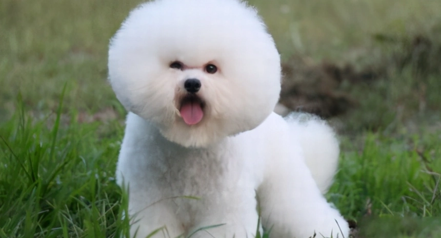 巨型比熊犬價格