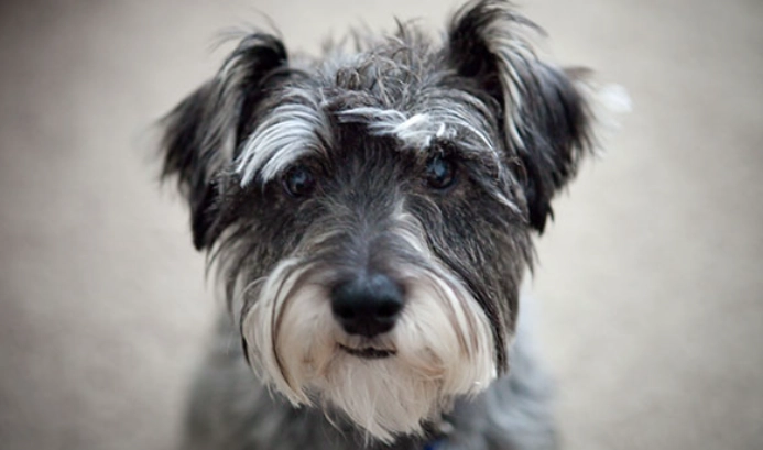 史納莎智商排名