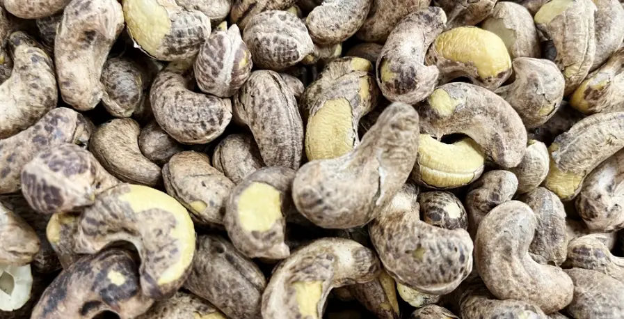 狗吃腰果安全 狗吃腰果安全