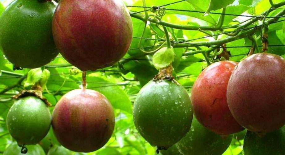 狗狗 水果 禁忌