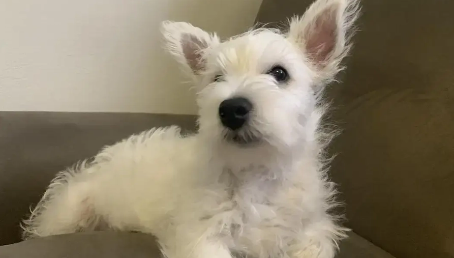 西高地白梗訓練