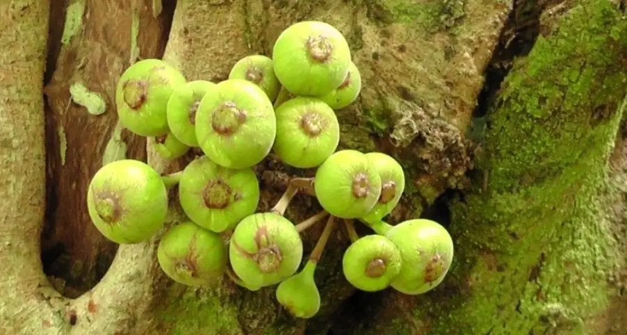 狗 吃 水果 安全