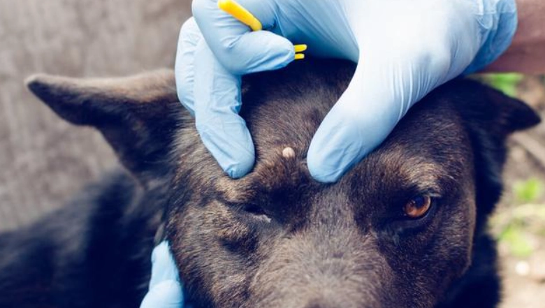 狗狗黑色素瘤診斷