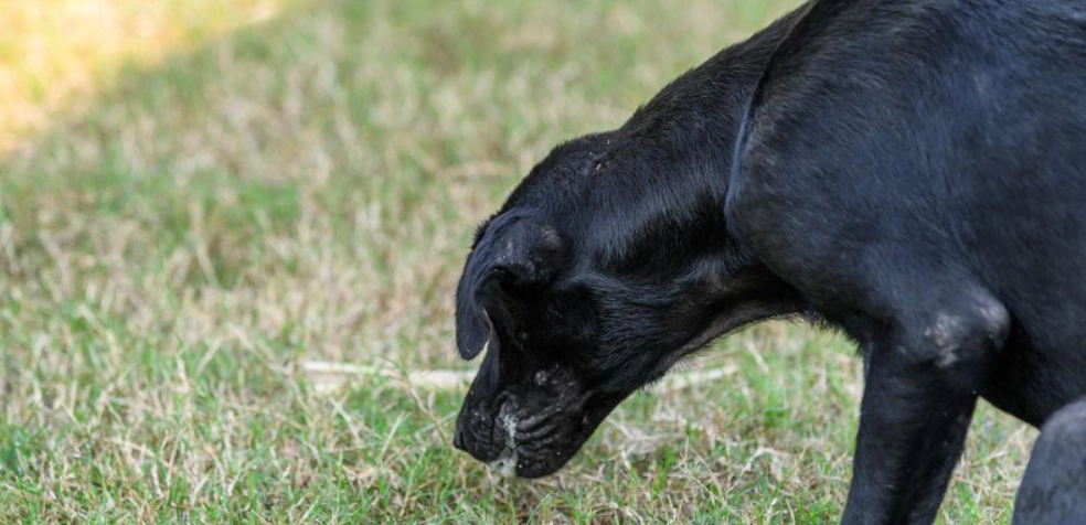 狗狗腸胃炎治療