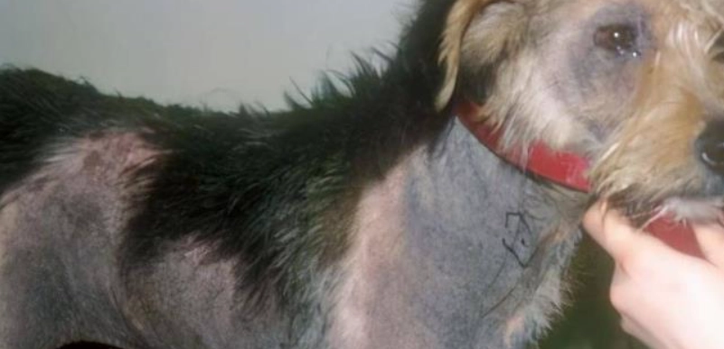 狗狗黑斑治療方法