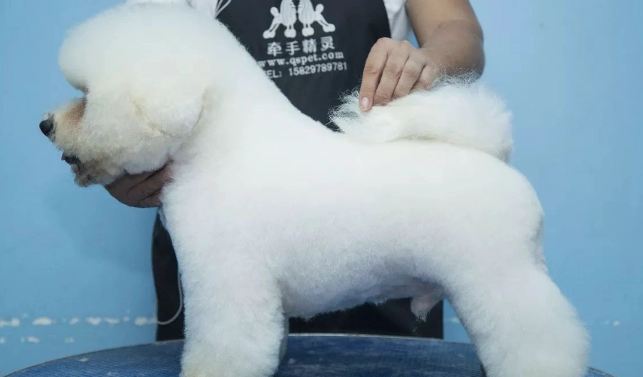 巨型比熊犬價格