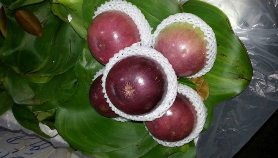 狗 吃 水果 安全