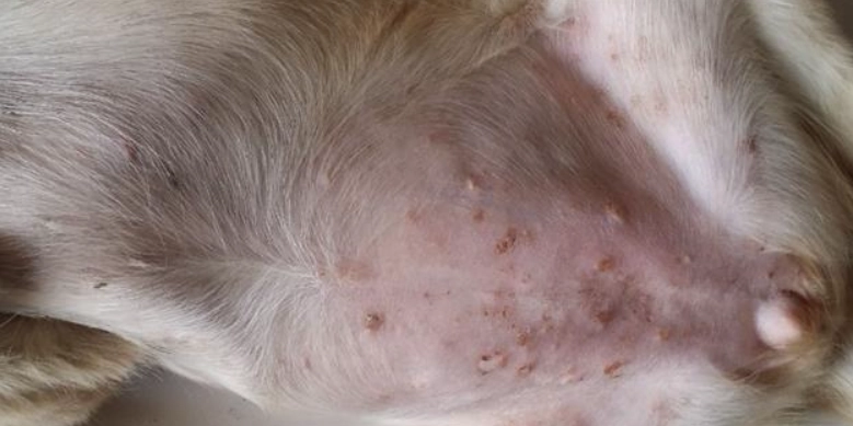 狗黴菌感染治療