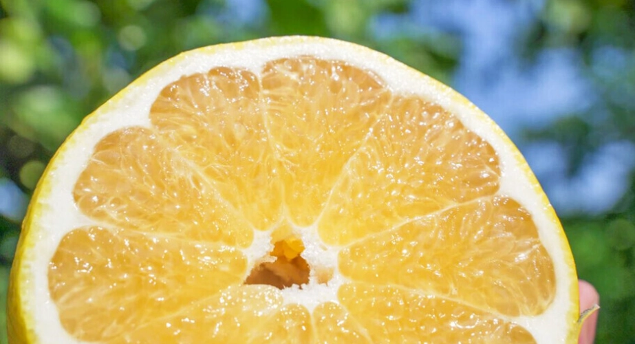 葡萄柚 對 狗 有毒 嗎