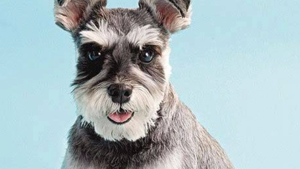 史納莎智商排名