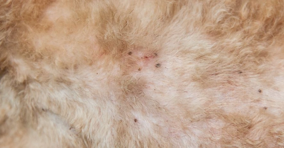 狗狗皮膚黴菌