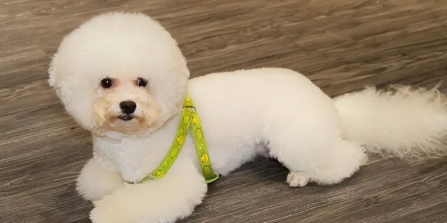 巨型比熊犬飼養方法