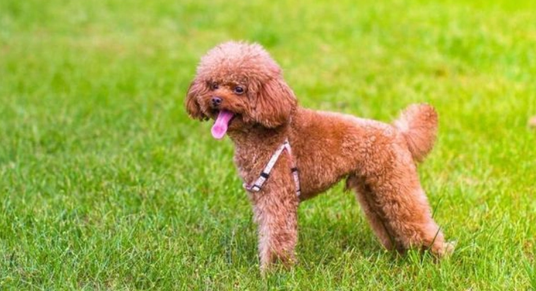 泰迪犬飼養困難