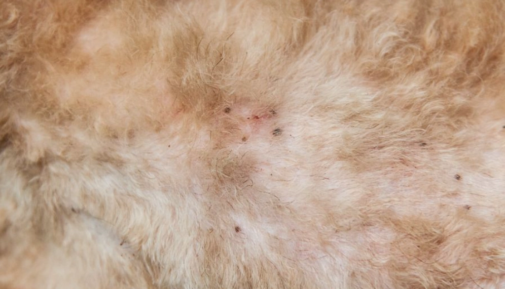 狗狗身上一粒一粒結痂