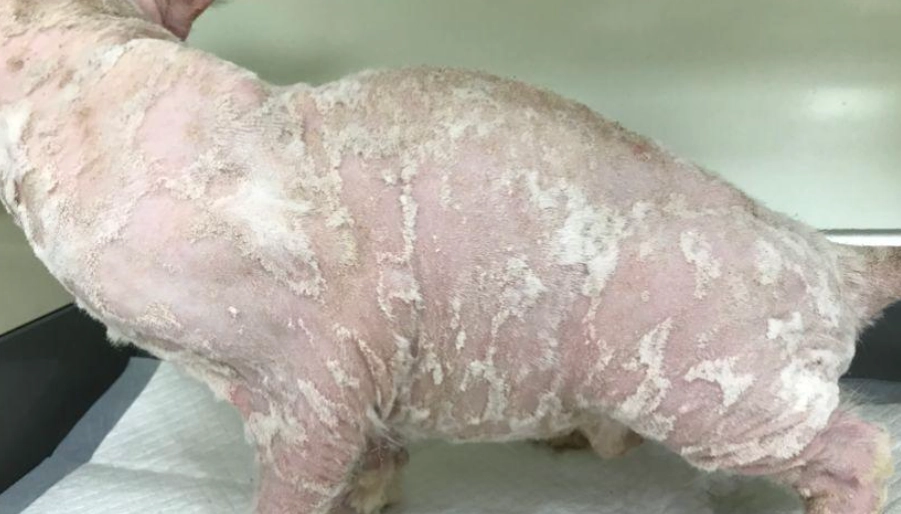 狗狗皮膚問題預防