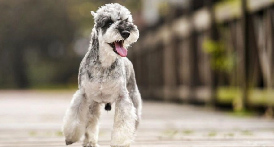 雪納瑞體重標準