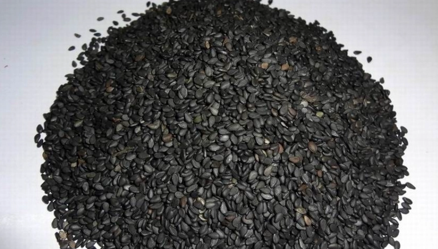 狗狗飲食黑芝麻 狗狗飲食黑芝麻