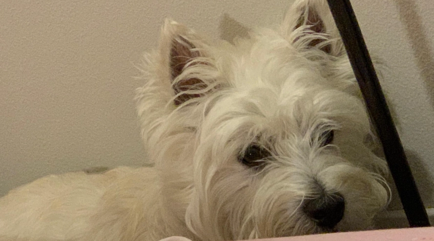 台灣西高地白梗領養