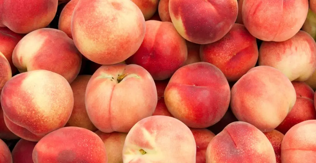 貓咪 飲食 禁忌 貓咪 飲食 禁忌