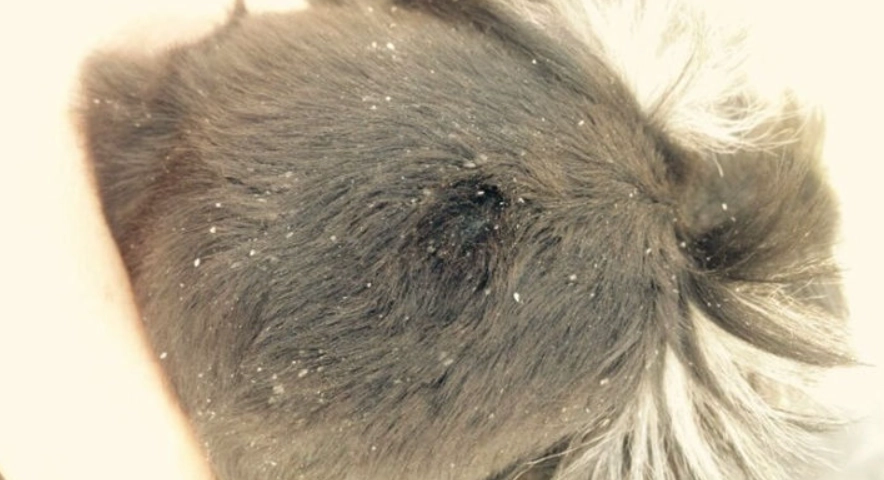 狗狗皮屑原因全解析：從根源到解決方法，改善愛犬皮膚健康