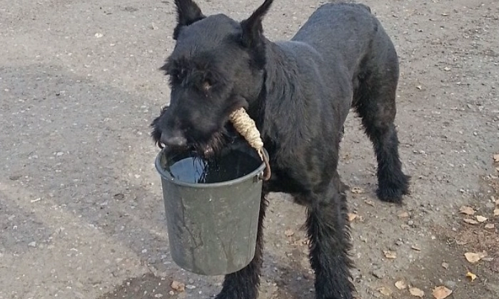 史納莎訓練技巧