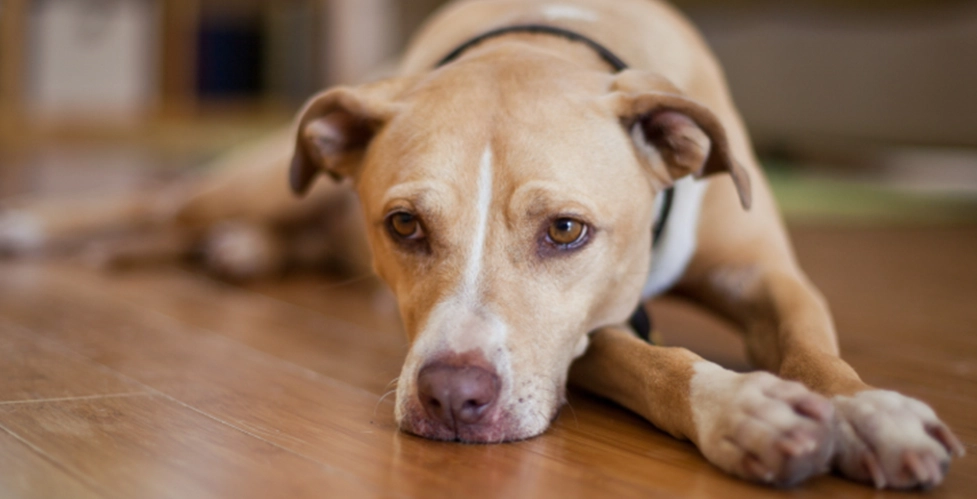 狗狗膀胱結石治療
