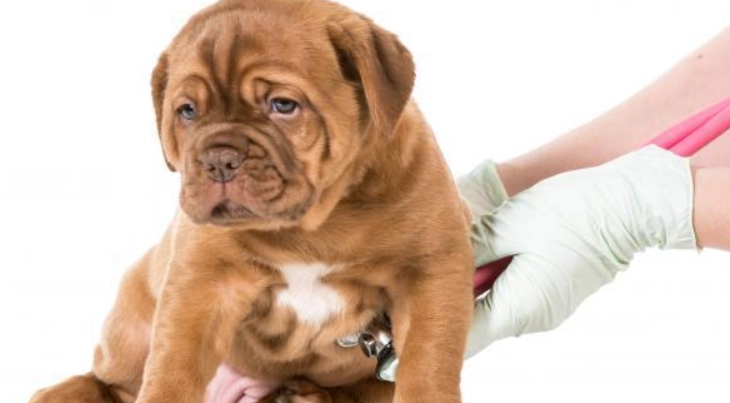 狗腸胃炎症狀 狗腸胃炎症狀