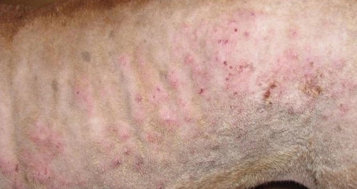 狗狗皮膚病居家護理