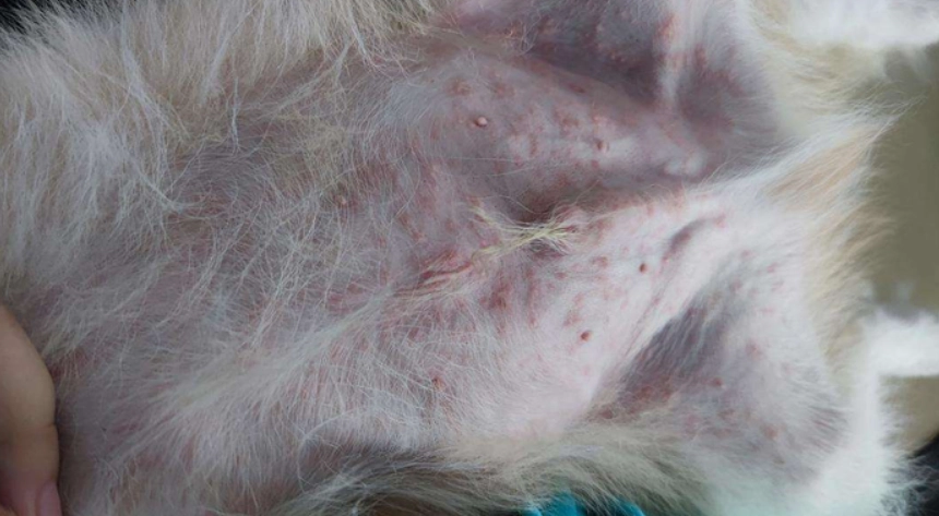 狗狗皮膚濕疹症狀