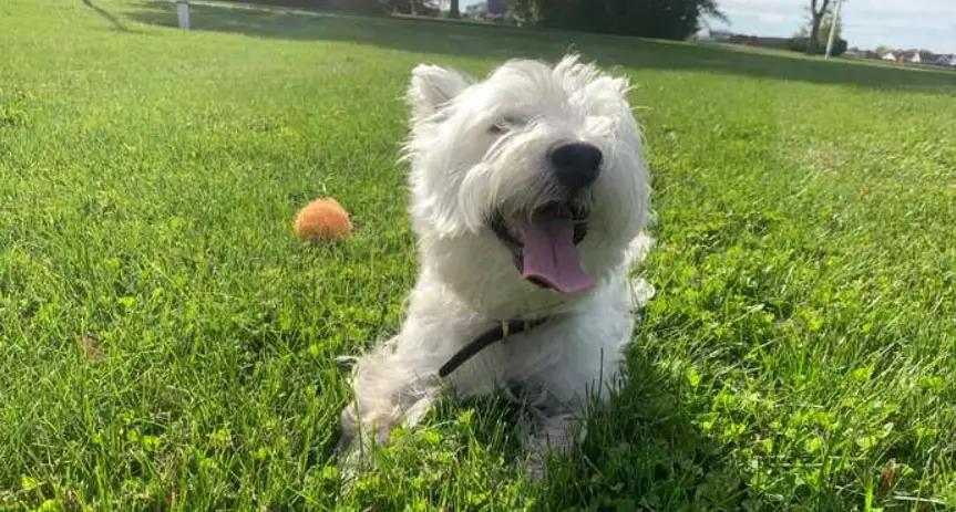 西高地白梗訓練