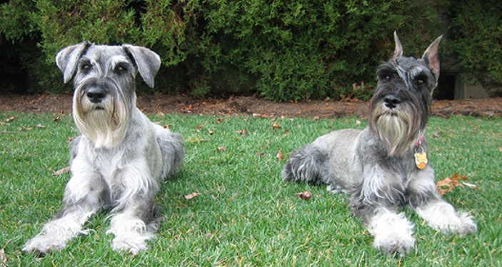 史納莎訓練技巧