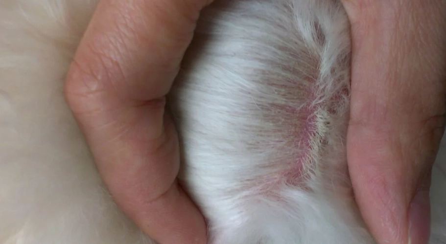 狗狗黴菌感染治療