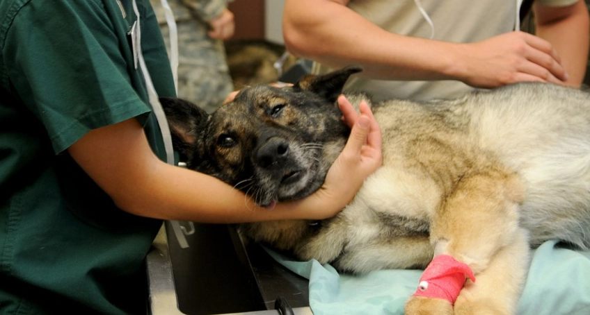 狗狗腸胃炎治療費用