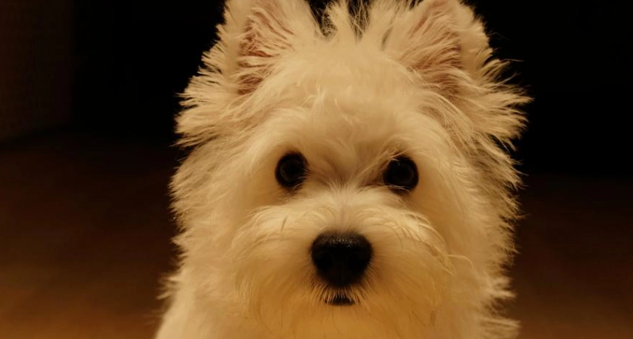 西高地白梗 不好養