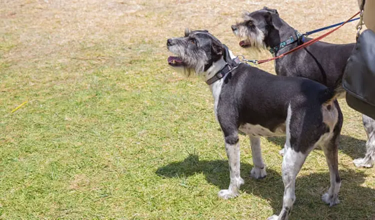 黑色雪納瑞飼養