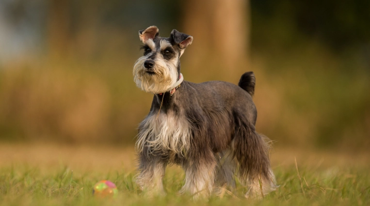 雪納瑞體重標準