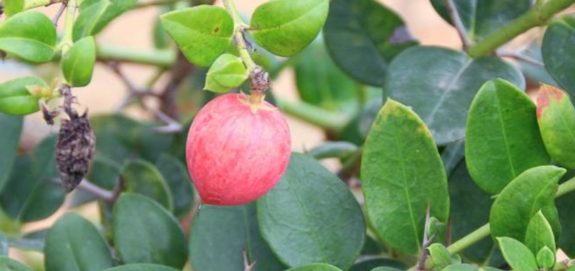 牛奶果 對狗 有害