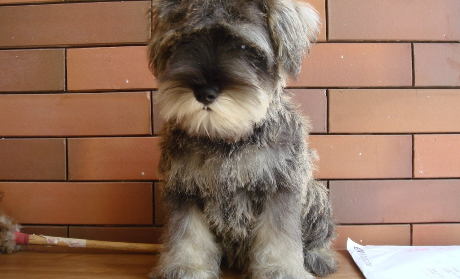 雪納瑞體重標準