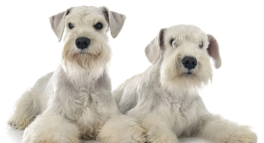 雪納瑞美容技巧