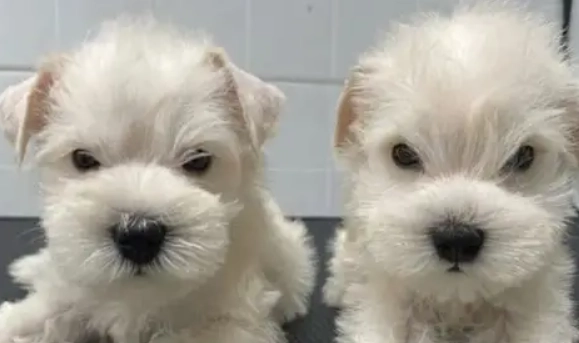 白色雪納瑞照顧